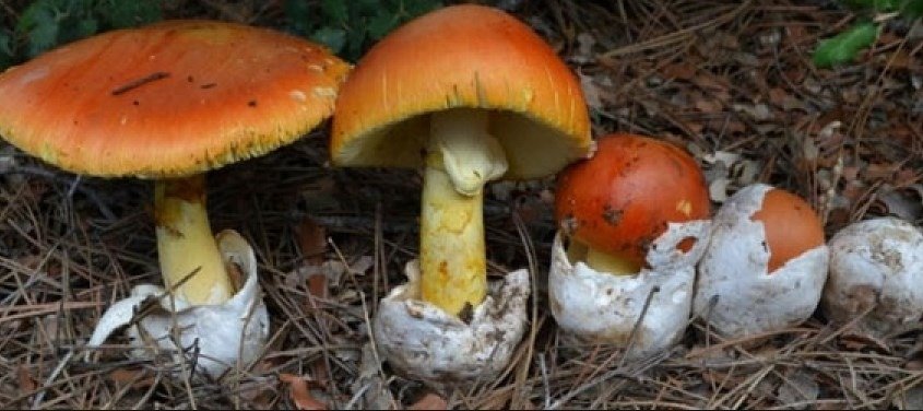 Amanita cesarea