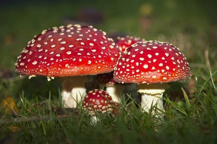 Amanita muscaria