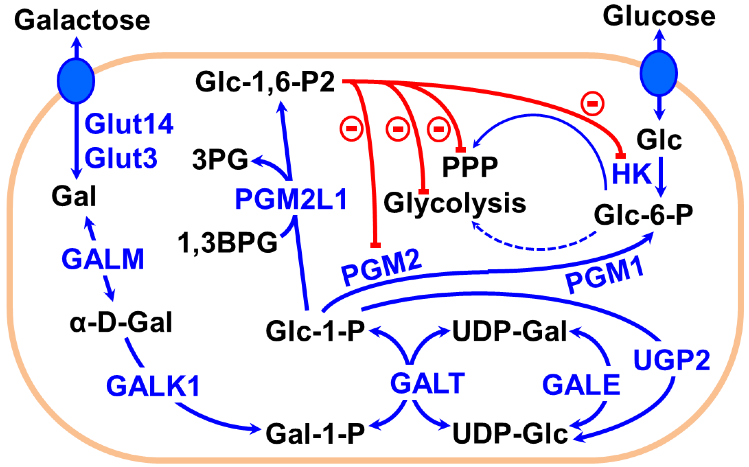 Intolleranze alimentari galattosio