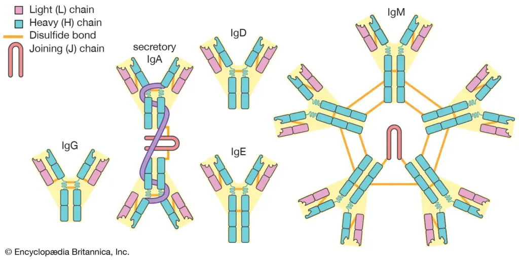 Allergie alimentari e Immunoglobuline